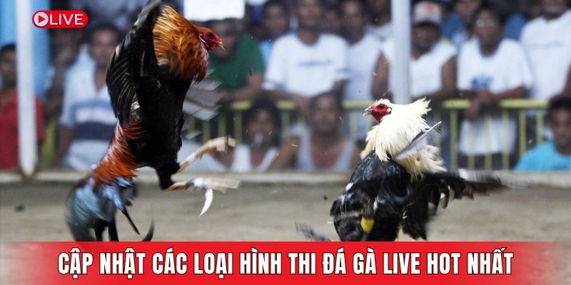 Cập nhật các loại hình thi đá gà live hot nhất